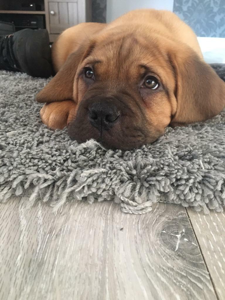 dogue de bordeaux for sale gumtree